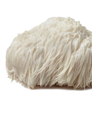Lion's Mane